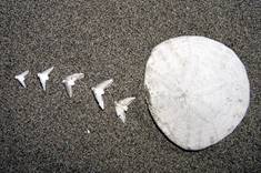 doves from a sand dollar