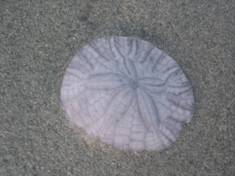 sand dollar
